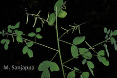 Indigofera trita var. maffei